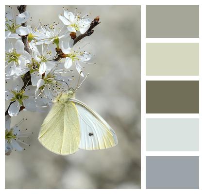 Butterfly Pollination White Flowers Image